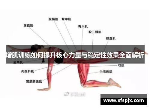 增肌训练如何提升核心力量与稳定性效果全面解析